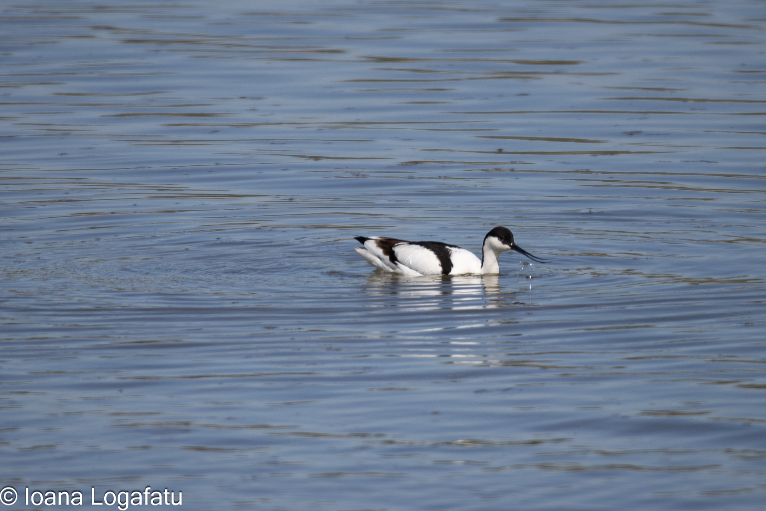 Graceful bird gliding through calm blue waters